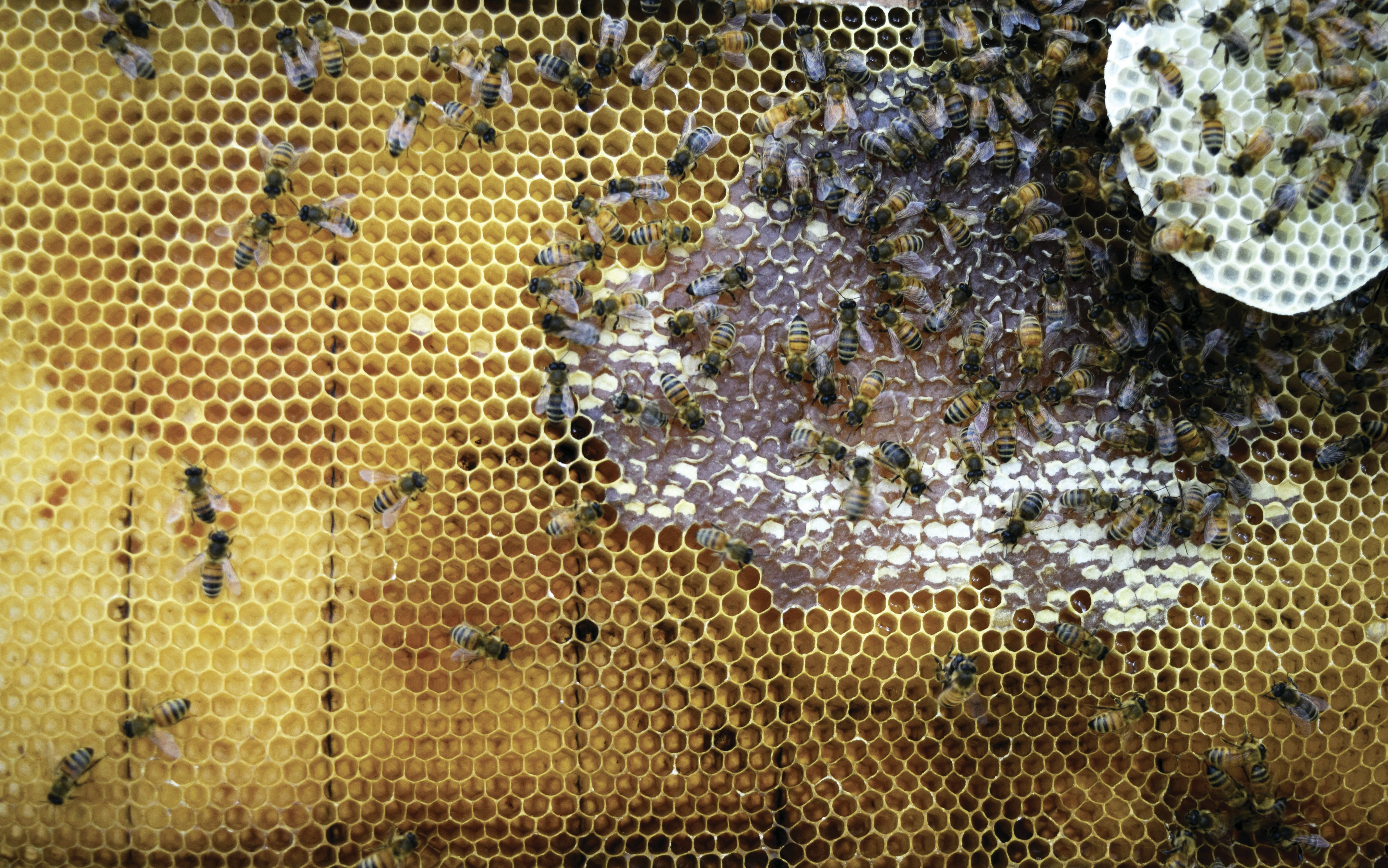 Synthapiary Web 05