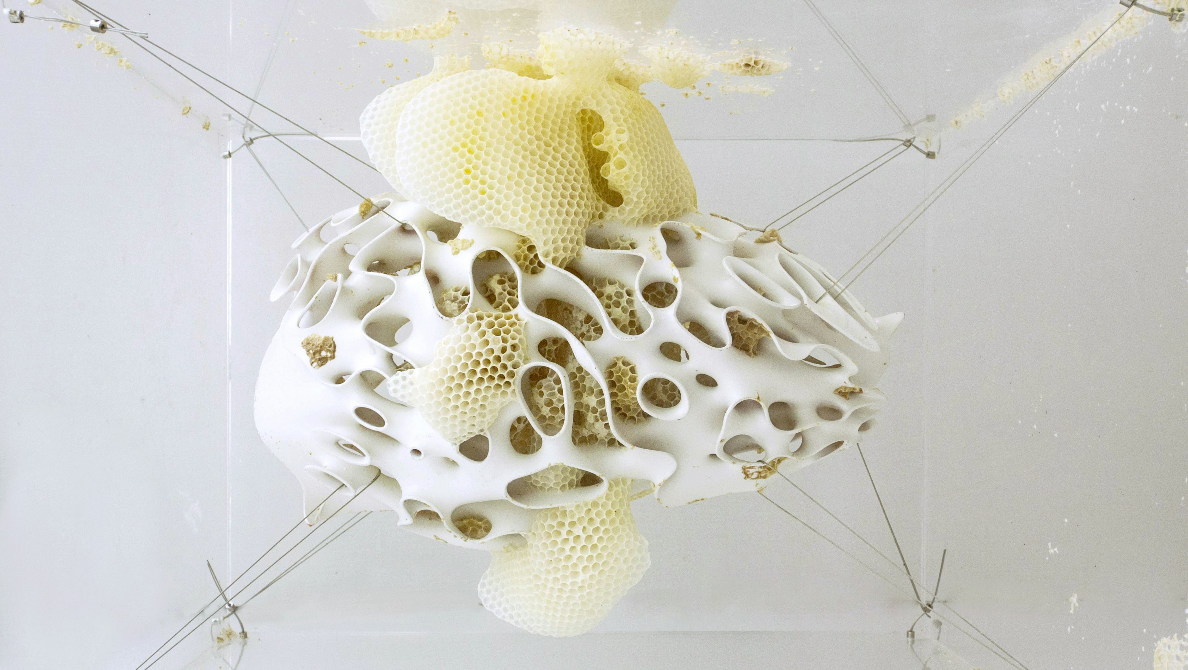 Pneuma Web 01